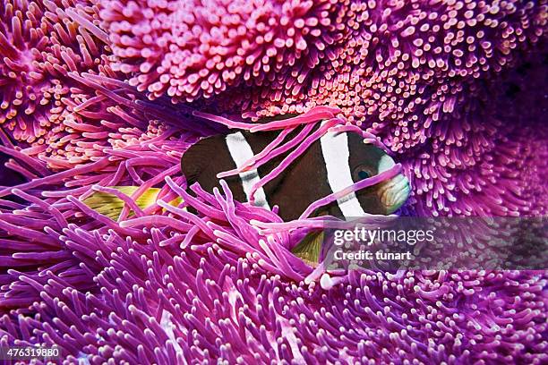 clarks anemonefish (amphiprion clarkii) in purple anemone - amphiprion akallopisos stock pictures, royalty-free photos & images