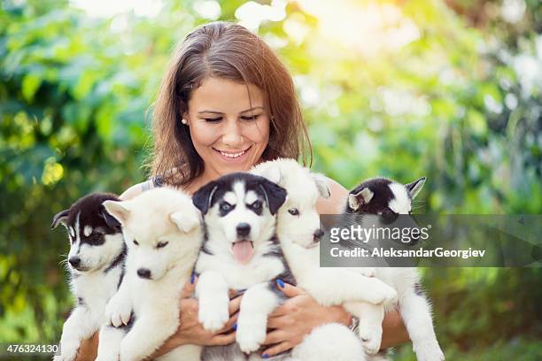 cheerful young female holding five lovely husky baby puppies - five animals bildbanksfoton och bilder