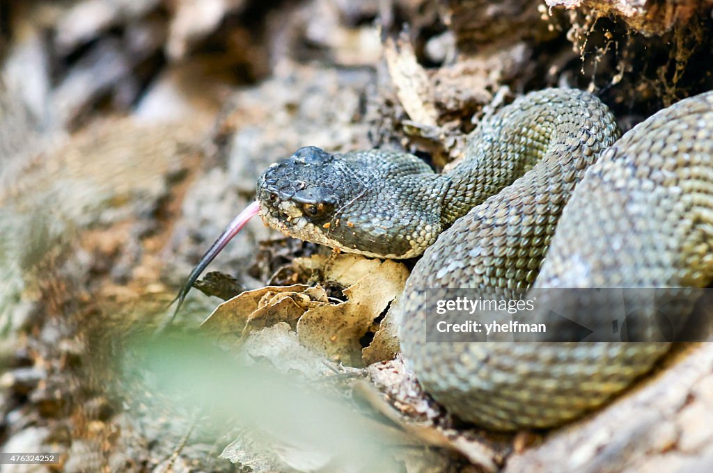 North Rattle Snake Northern Pacific Rattlesnake On Alert High-Res Stock Photo - Getty Images