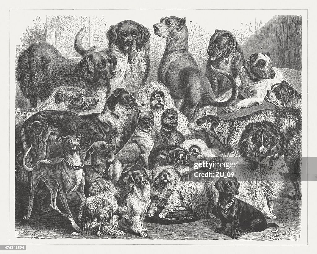 Dogs, wood engraving, published in 1876