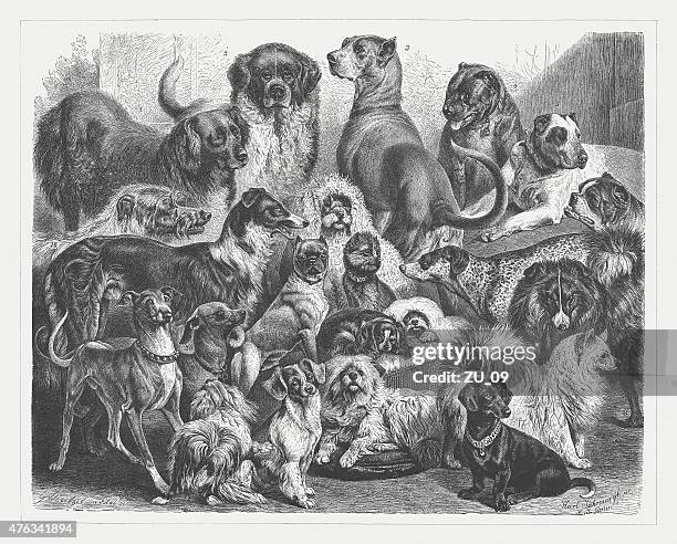 dogs, wood engraving, published in 1876 - newfoundland dog stock illustrations