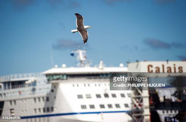 Seagull flies beside a ferry boat of the company My Ferry Link at the Calais harbour, northern France, on June 8, 2015. Danish ferry operator DFDS...
