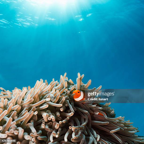 pesce pagliaccio in anemone visualizzazione - pesce pagliaccio di clark foto e immagini stock