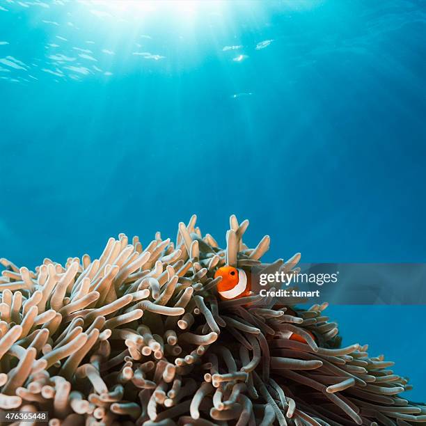 clown fish hiding in anemone - anemonefish stockfoto's en -beelden