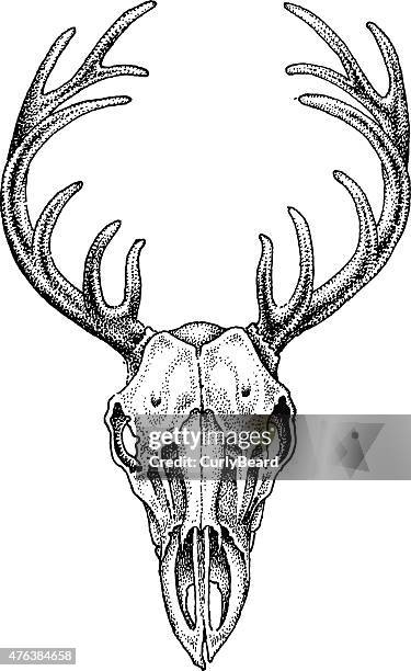 deer skull-2 - curly vector stock illustrations