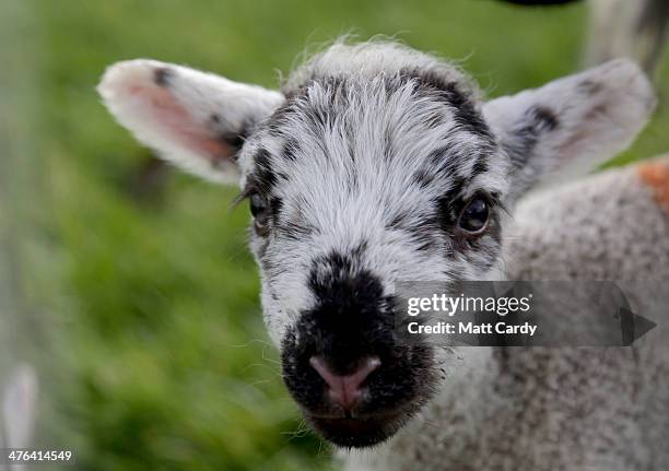 Spring lamb belonging to Somerset farmer Ian Merry, that was recently born to one of his ewes rescued from his flooded farm on the Somerset Levels,...