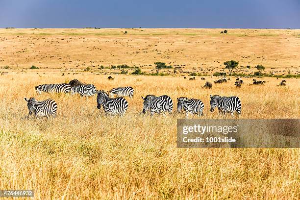 zebras - watching and feeding - steppeklimaat stockfoto's en -beelden