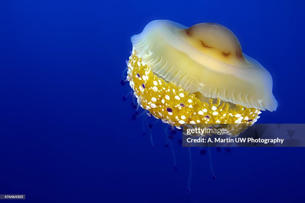 Jellyfish (Cothyloriza tuberculata)