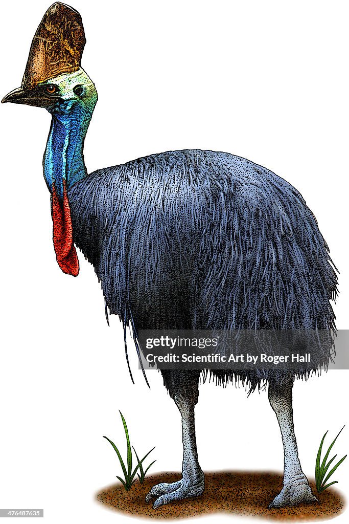 Southern Cassowary