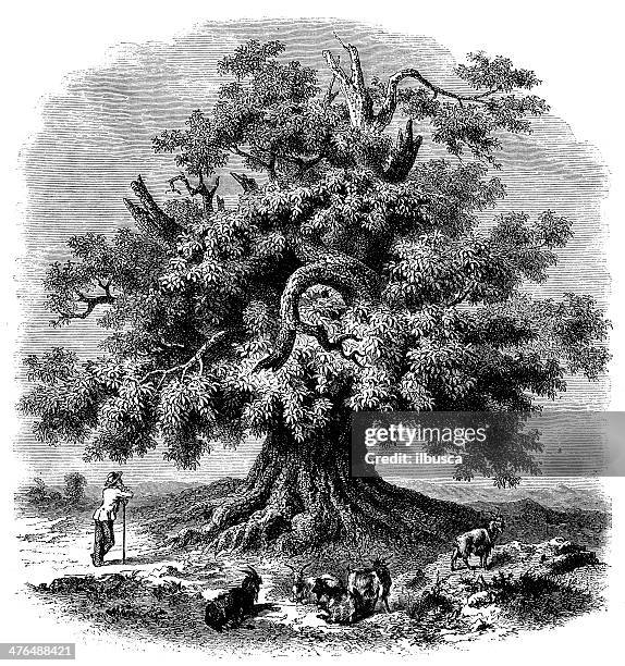 antique illustration of giant chestnut tree - herder stock illustrations