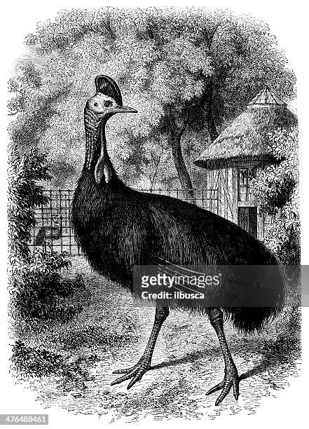 antique illustration of southern cassowary (casuarius casuarius) - cassowary stock illustrations