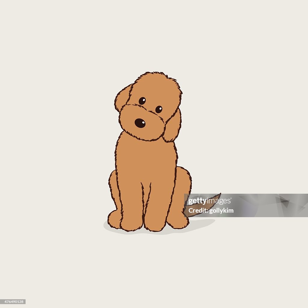 Brown Labradoodle