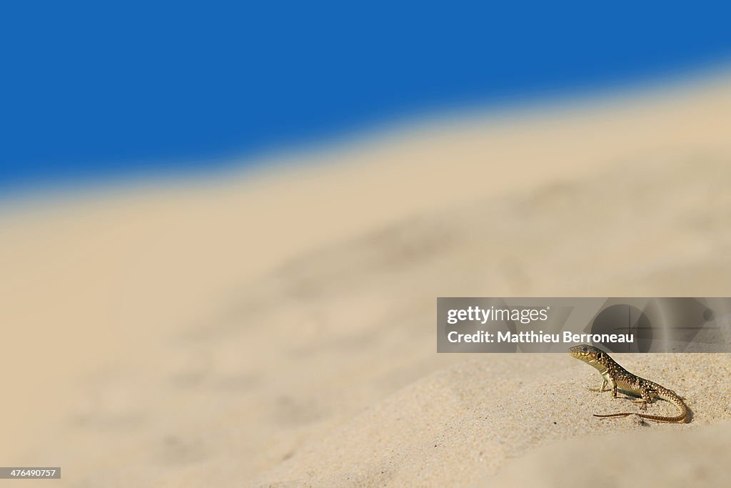 Lézard ocellé, Timon lepidus