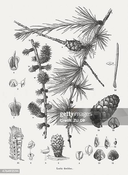 lärche (larix), veröffentlicht 1877 - lärche stock-grafiken, -clipart, -cartoons und -symbole