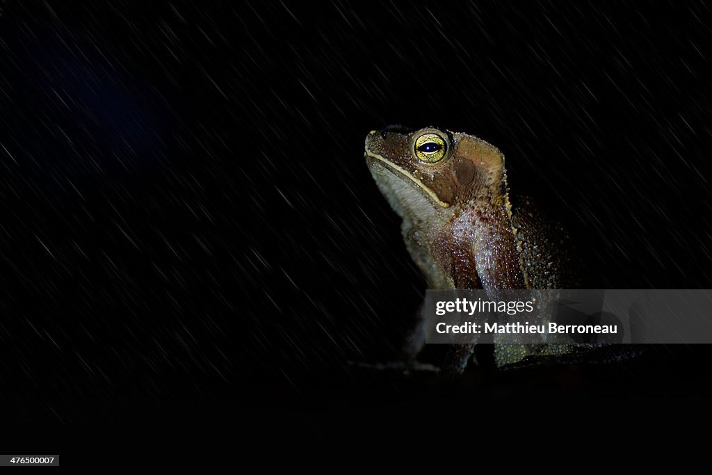 Rhinella aff. martyi