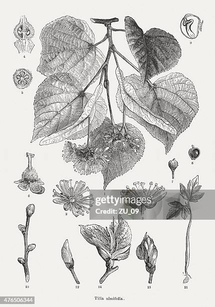 ilustraciones, imágenes clip art, dibujos animados e iconos de stock de pequeña ericifolia lima, publicado en 1877 - tila