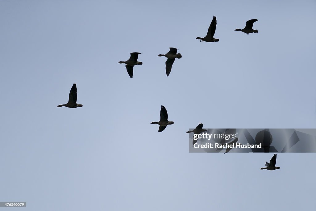 Silhouette of greylag geese flying in V formation