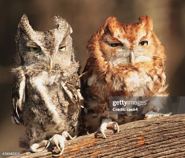 owls - manassas stock pictures, royalty-free photos & images