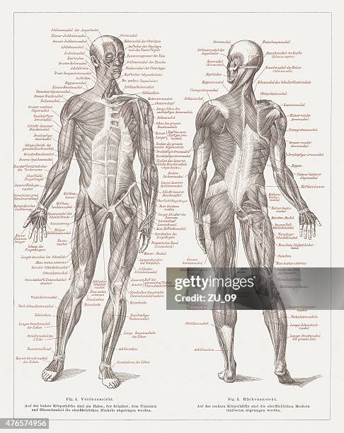 illustrations, cliparts, dessins animés et icônes de muscles de l'homme, publié en 1877 - achillessehne