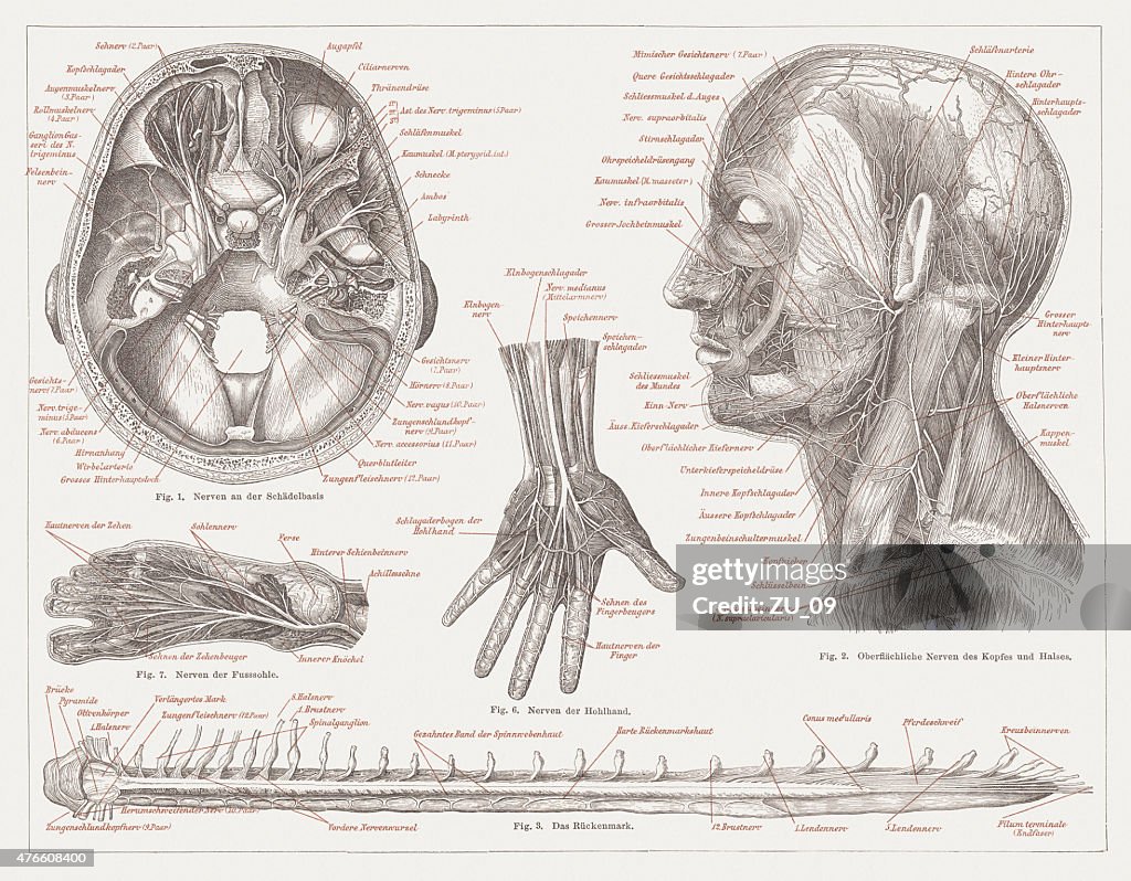 Nervous system of humans, lithograph, published in 1877