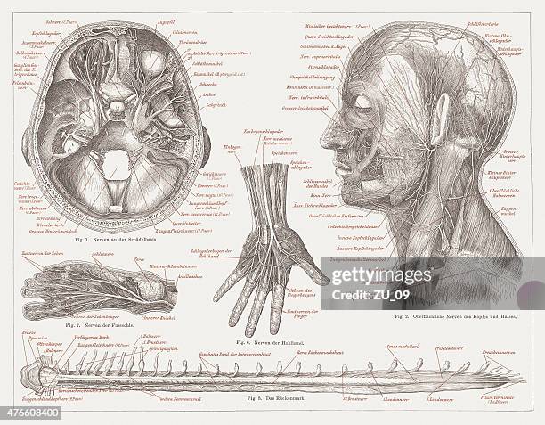 nervous system of humans, lithograph, published in 1877 - microglia stock illustrations