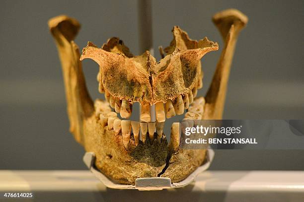 Viking warrior's jawbone, discovered in Weymouth, southern England, and dating back to 975-1025AD, is pictured during a photocall for the 'Vikings:...