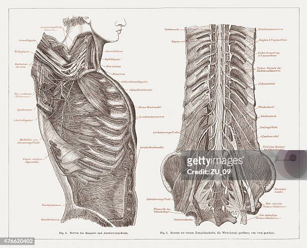 ilustraciones, imágenes clip art, dibujos animados e iconos de stock de sistema nervioso humano, publicado en 1877 - sciatic nerve