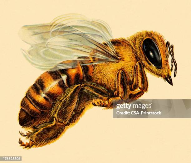 hornet - hornet stock illustrations