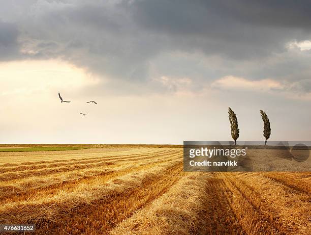 windy landscape with poplar trees - poplar stock pictures, royalty-free photos & images