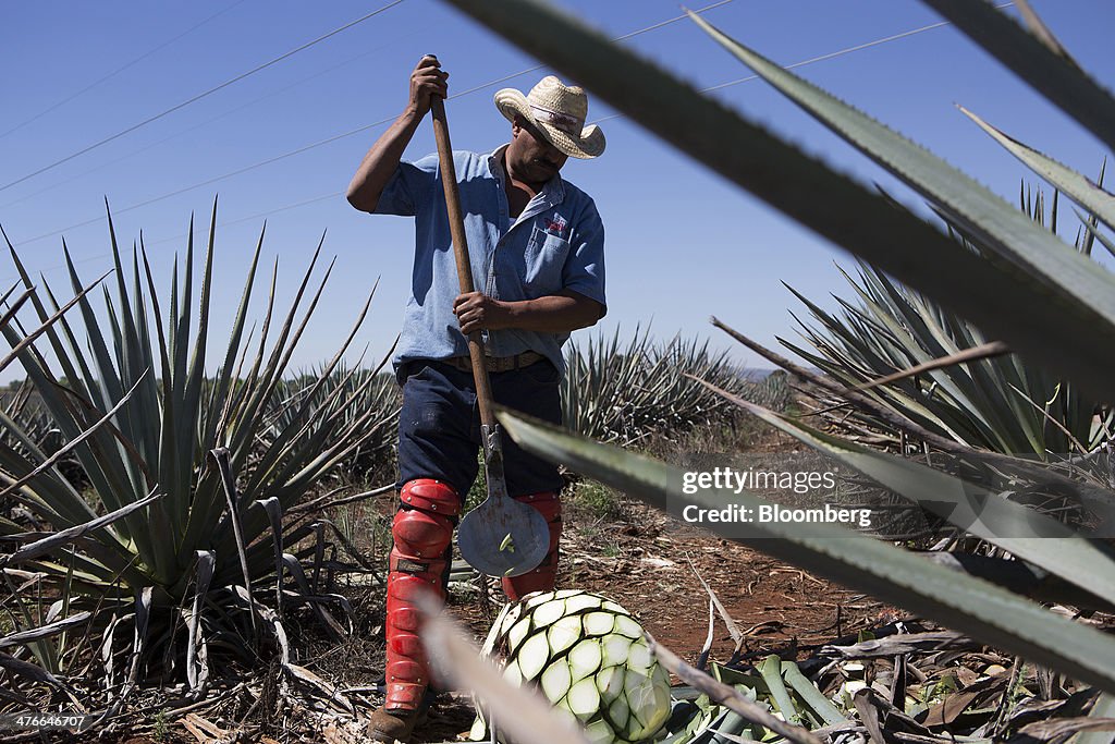 Exclusive Access Inside The Don Julio La Primavera Tequila Distillery