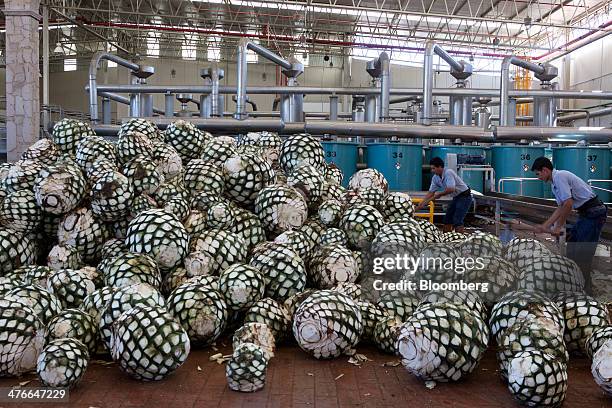 Agave Pina Photos and Premium High Res Pictures - Getty Images