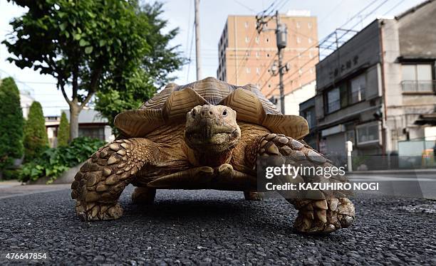 This picture taken on June 10, 2015 shows Bon-chan, a 19 year old male African spurred tortoise weighing about 70 kg , walking with his owner Hisao...