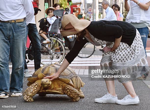 This picture taken on June 10, 2015 shows Bon-chan, a 19 year old male African spurred tortoise weighing about 70 kg , being patted by a pedestrian...