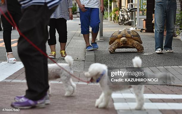 This picture taken on June 10, 2015 shows Bon-chan , a 19 year old male African spurred tortoise weighing about 70 kg , walking with his owner Hisao...