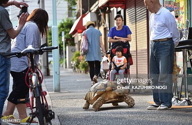 This picture taken on June 10, 2015 shows Bon-chan, a 19 year old male African spurred tortoise weighing about 70 kg , and his owner Hisao Mitani...