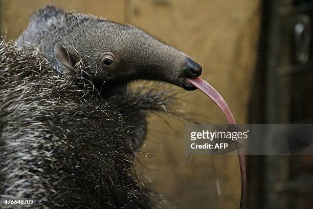 January born anteater is pictured in its enclosure at the zoo in Zlin, eastern Moravia, Czech Republic, on March 4, 2014. Anteaters are rarely born...