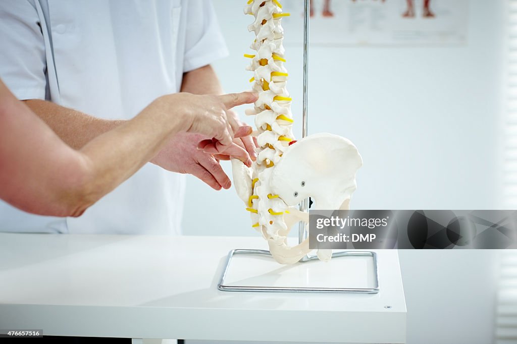 Chiropractor explains patient using plastic model