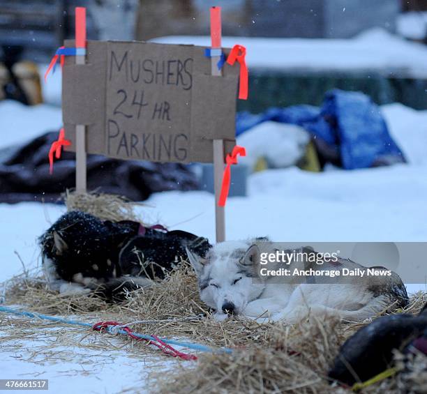 Aaron Burmeister's sled dogs rest at the Nikolai checkpoint during the 2014 Iditarod Trail Sled Dog Race on Tuesday, March 4 in Alaska.