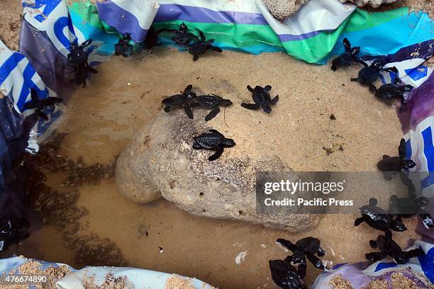 Drippy Turtle 110 Dripping Turtle Stock Photos, High-Res Pictures, and Images - Getty ...