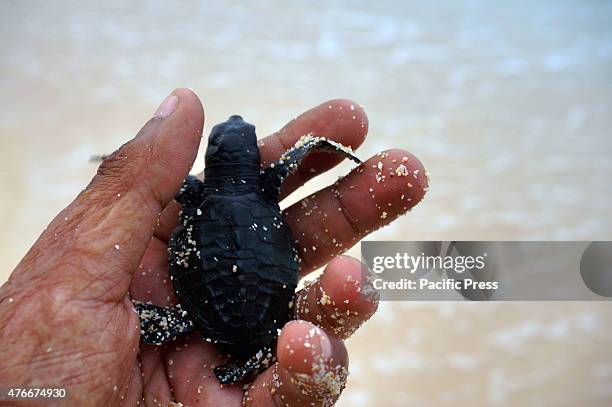 Drippy Turtle 110 Dripping Turtle Stock Photos, High-Res Pictures, and Images - Getty ...