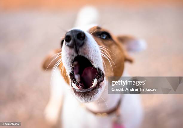 woof  woof - bow wow stock pictures, royalty-free photos & images