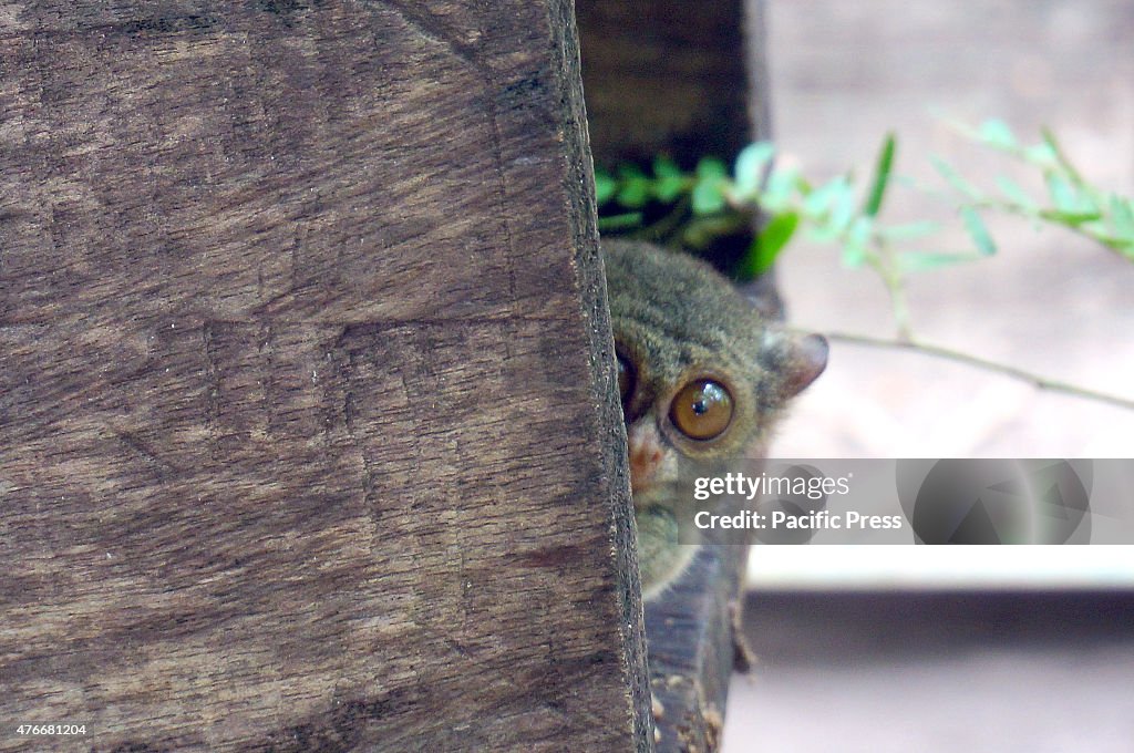 A tarsier (Tarsius tarsier) photographed in Tandurusa,...