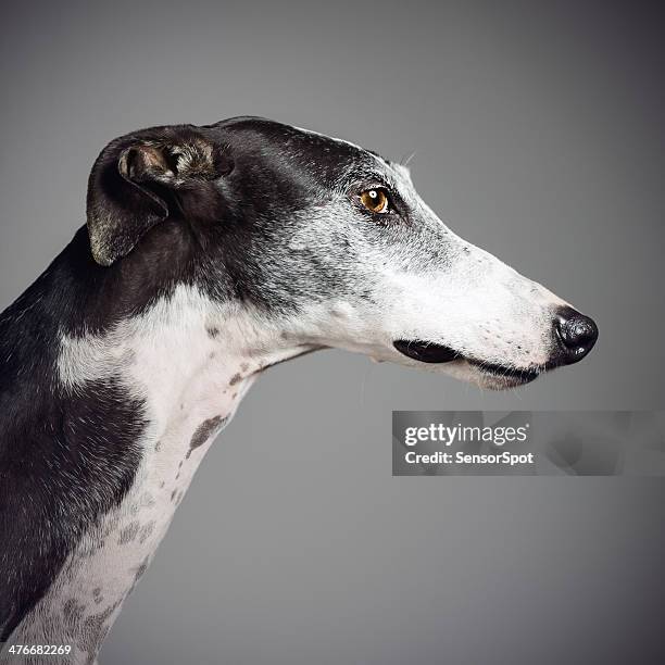 greyhound - greyhound hunderasse stock-fotos und bilder