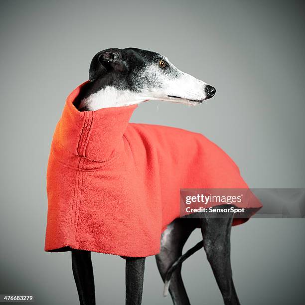 greyhound - dog side view stock pictures, royalty-free photos & images