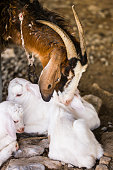 Nanny goat with her kid goats