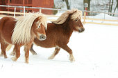 Two gorgeous ponnies with long mane running in winter