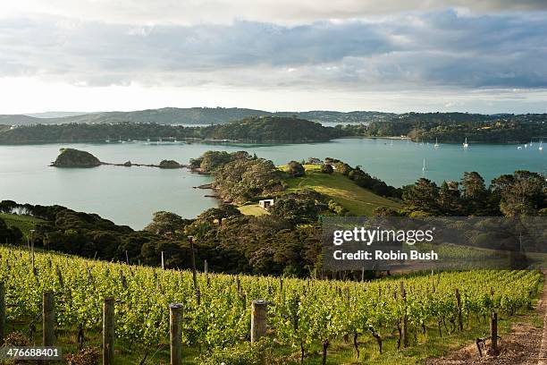 te whau vineyard, waiheke island - waiheke island stock pictures, royalty-free photos & images