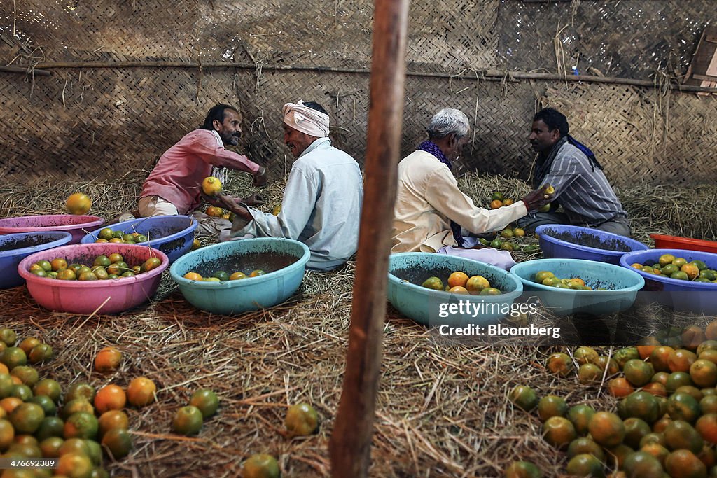 Oranges From Harvest To Wholesale As Output Affected By Bad Weather