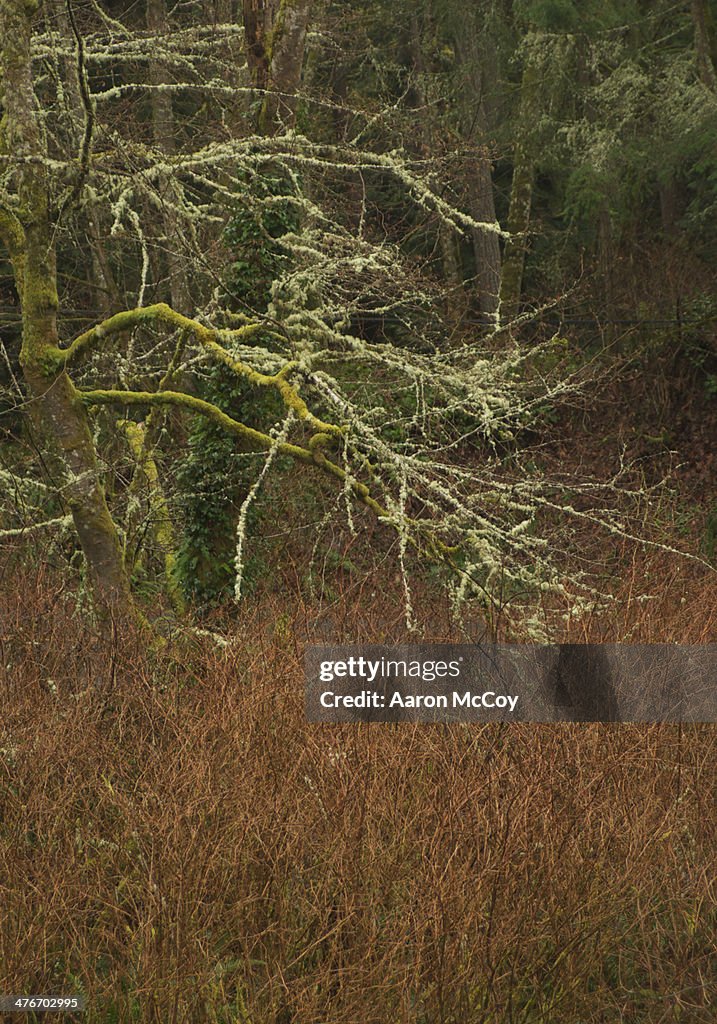 Berries and branches