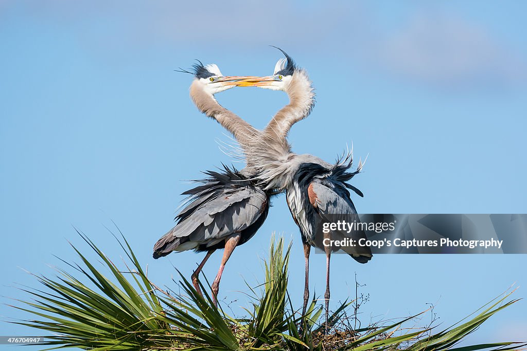 Great Blue Herons Kissing on Nest